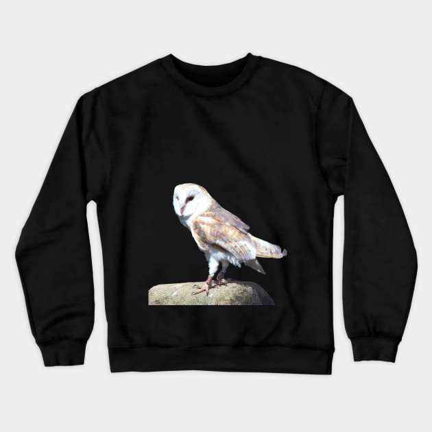 Barn Owl on a Rock Crewneck Sweatshirt by Lynn